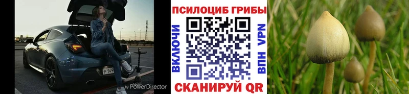 Галлюциногенные грибы Psilocybine cubensis  мега онион  Шарья 